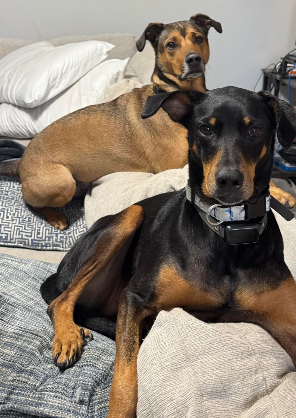Two dogs resting comfortably