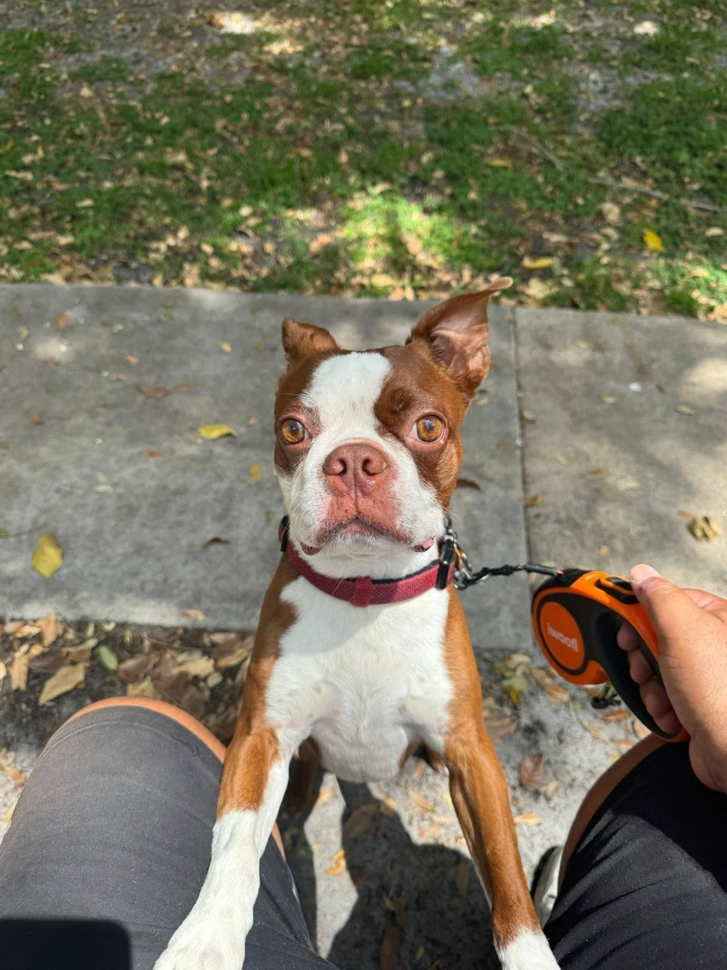 A friendly dog out on a leash