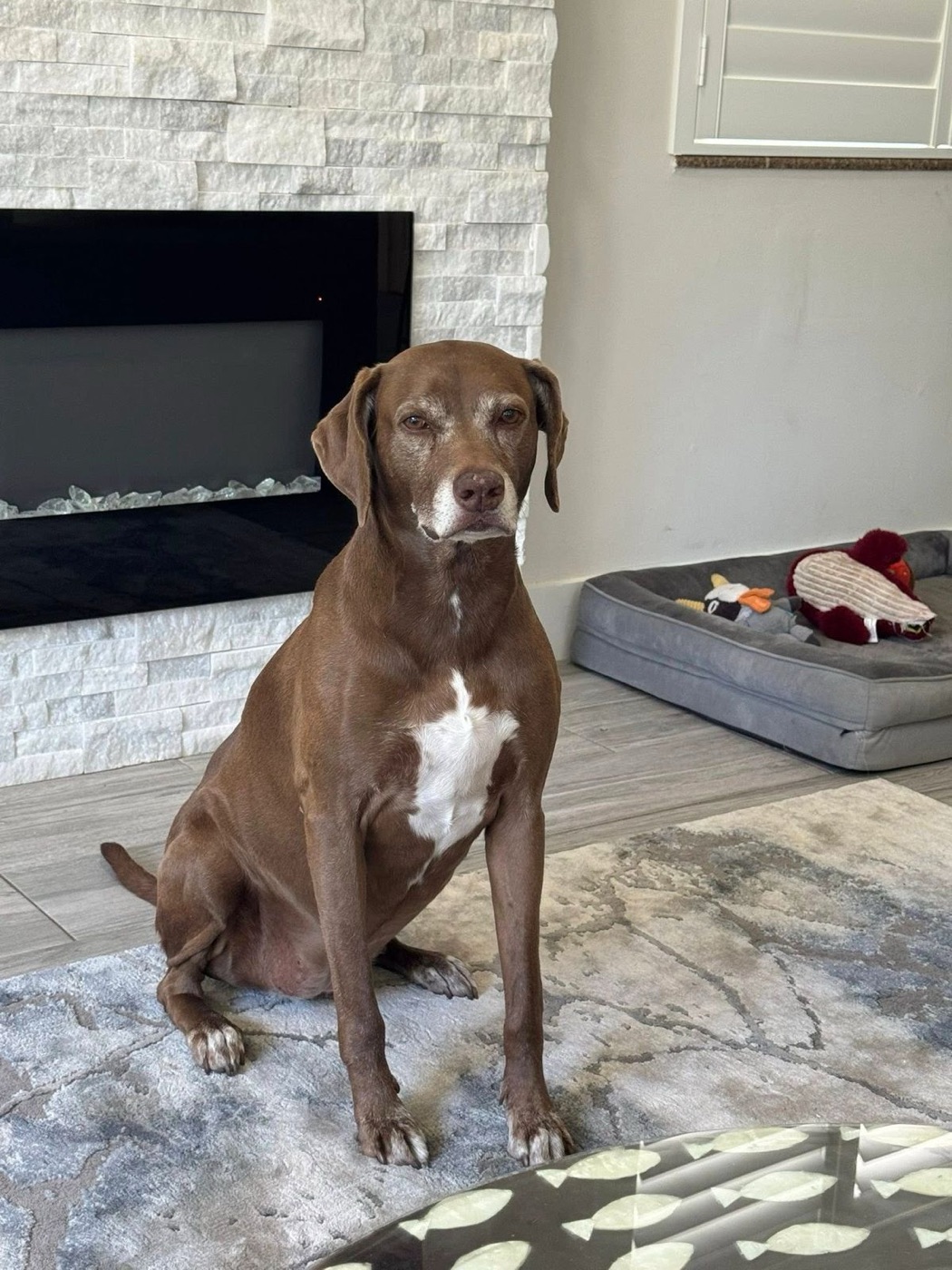 Dog relaxing at home