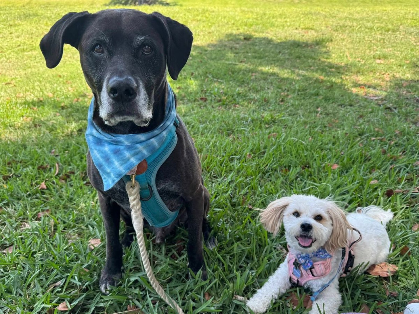 Dog in a blue bandana on a sunny day